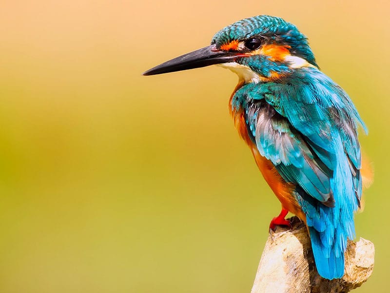 Top 5 Spots for Birdwatching